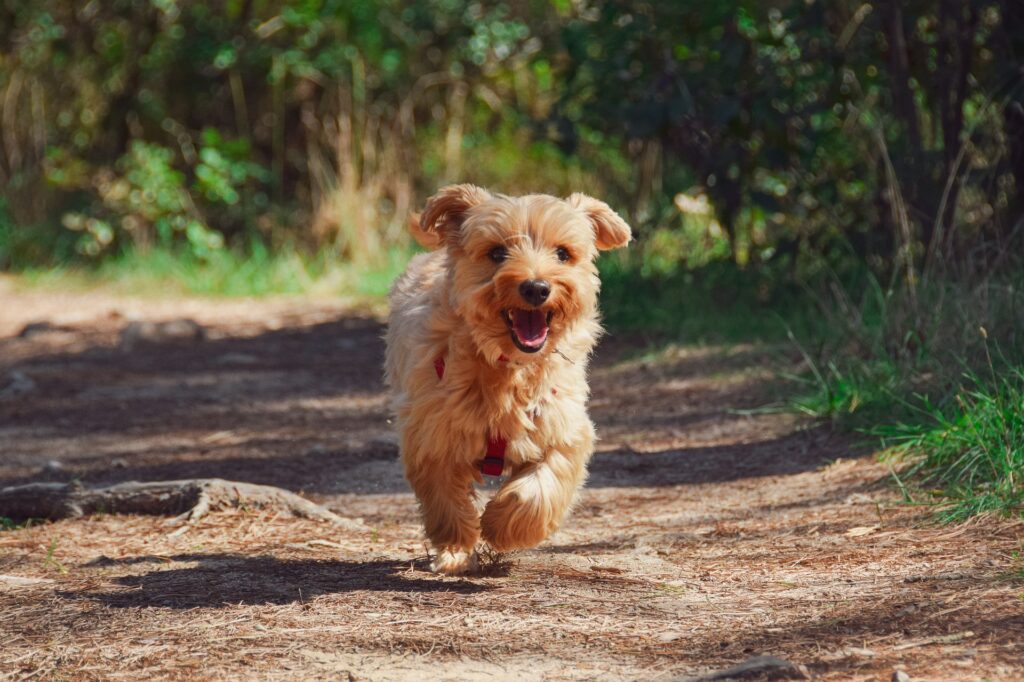 Le matin au Luxe Canin